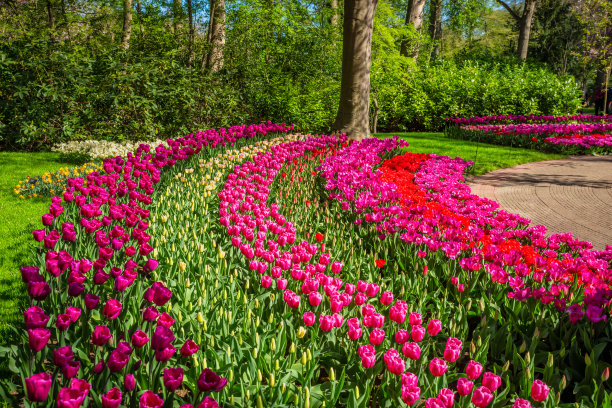 荷兰库肯霍夫公园的郁金香图片下载