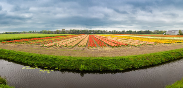 盛开的荷兰郁金香图片下载