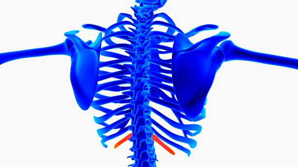 人体骨骼解剖的医学概念三维插图与蓝色和橙色的颜色组合图片下载