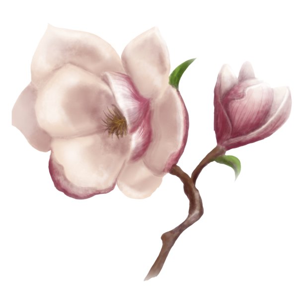 白玉兰树有花、枝、叶图片下载