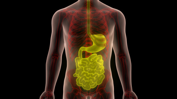 人体消化系统胃与小肠解剖图片下载