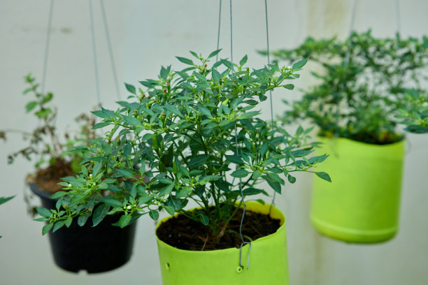 辣椒树在盆栽中生长图片下载