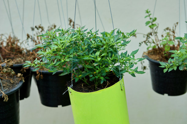 辣椒树在盆栽中生长图片下载