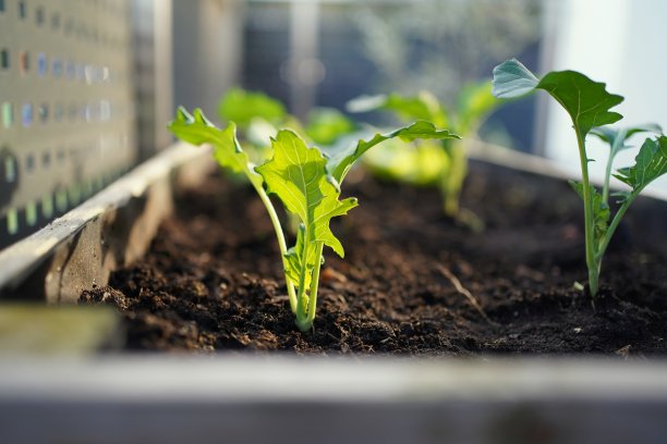 在阳台花园的菜床上，傍晚光线下的蔬菜幼苗(苤蓝菜，花椰菜)。图片下载