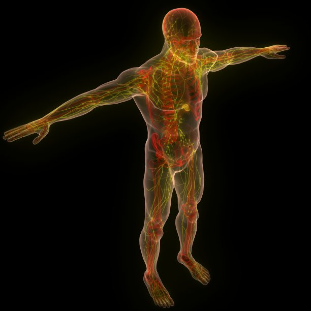 人体内部系统淋巴结解剖图片下载