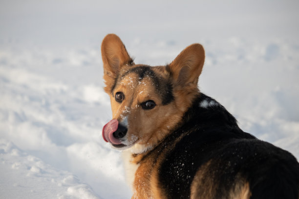三色彭布罗克威尔士柯基在冬天的户外舔着嘴唇图片下载