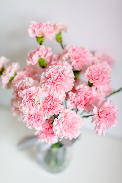 美丽的母亲节康乃馨图片下载