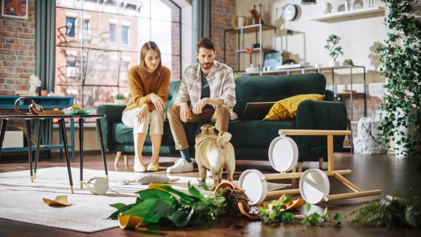 搞笑时刻:哈巴狗把盆花打翻，把整个公寓弄得一团糟，然后跑掉了。一对夫妻坐在沙发上，表情难以置信。可爱的傻狗图片下载