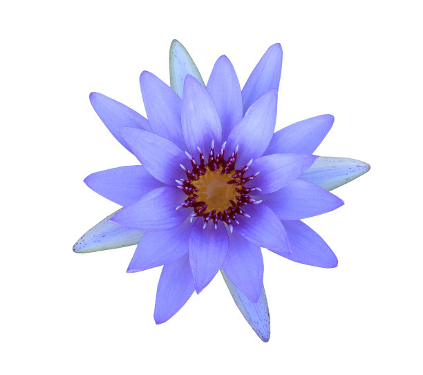 荷花或睡莲花。图片下载