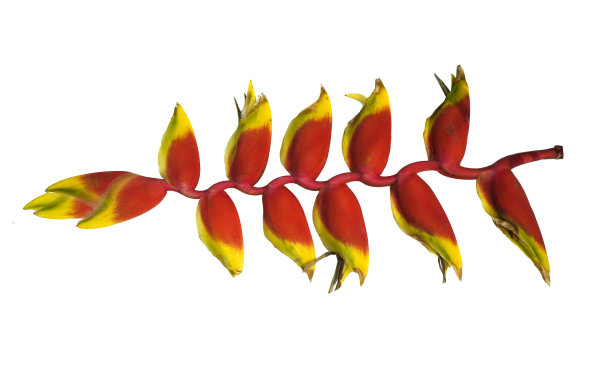 红色海利科花，白色底色上的热带花图片下载