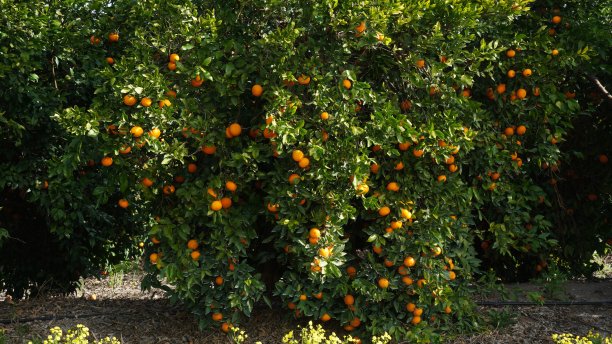 柑橘树（Citrus reticulata），树枝上结满橘子图片下载