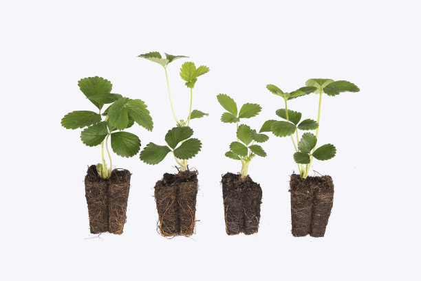 有根的草莓，蔬菜园。图片下载