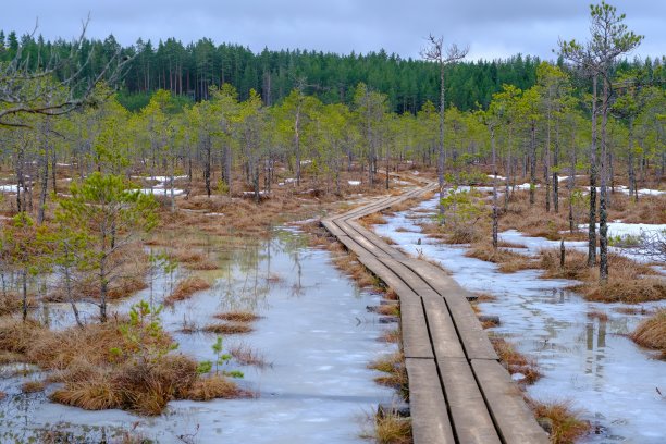 一条穿过沼泽的木制旅游小径，边缘是低矮的松树。早春图片下载