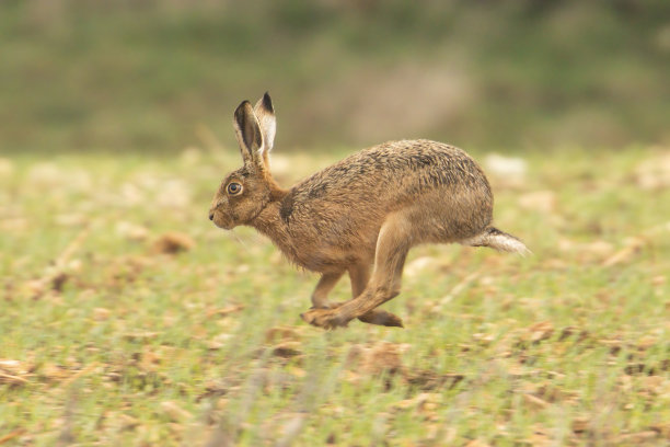野兔跑过田野图片下载