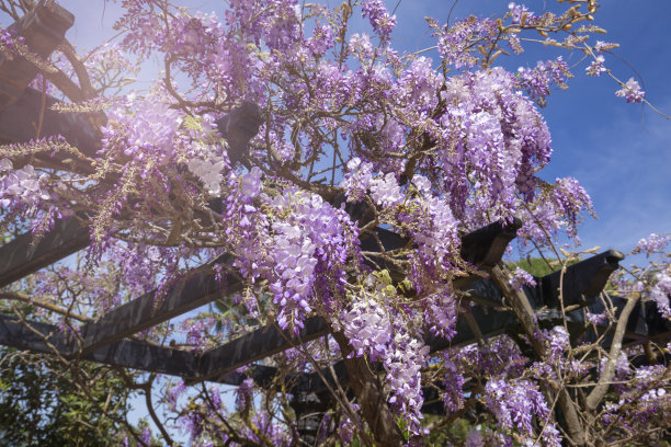 在蓝天的映衬下，木质凉棚上的紫丁香花图片下载