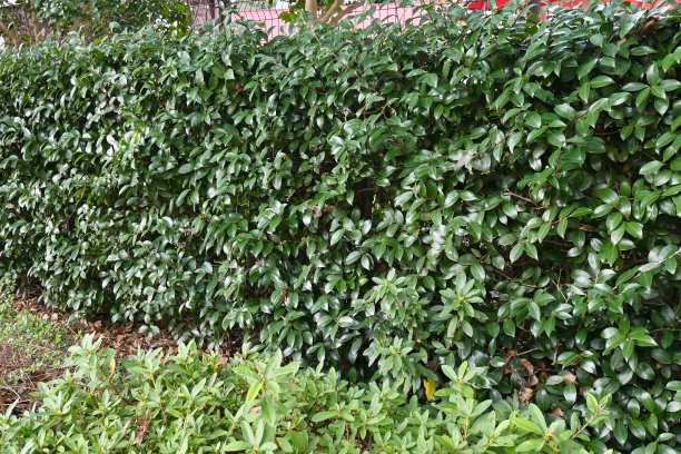 山茶花山茶树篱图片下载