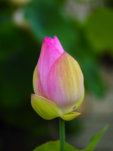 荷花和绿色模糊的背景图片下载