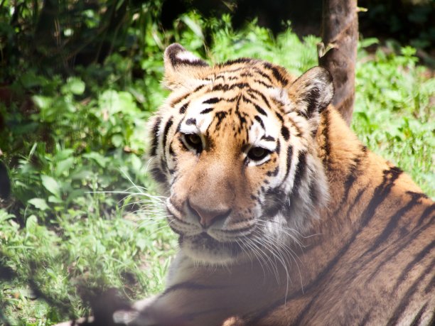 老虎盯着图片下载