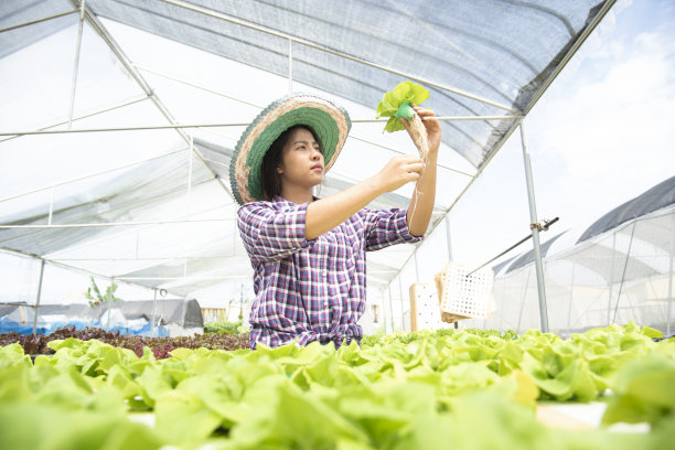 早上，年轻的亚洲女农民从水培农场收获蔬菜。有机新鲜蔬菜，农民在温室水培蔬菜园工作。水培农业系统图片下载