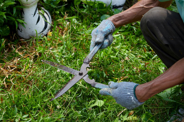 在花园里用剪草机修剪草坪图片下载
