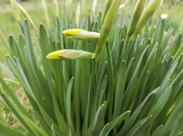 水仙花上的花蕾。有花蕾的水仙花丛。早春装饰性花上的花蕾。图片下载