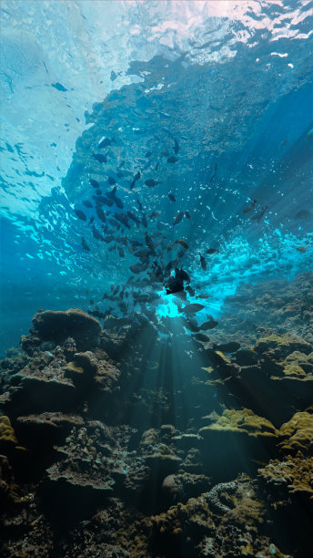 水下照片的鱼群在美丽的岩石珊瑚景观图片下载