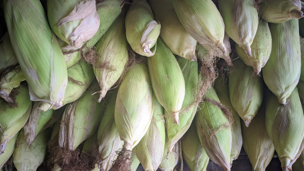甜玉米仍然是生的，连皮在传统市场上出售图片下载
