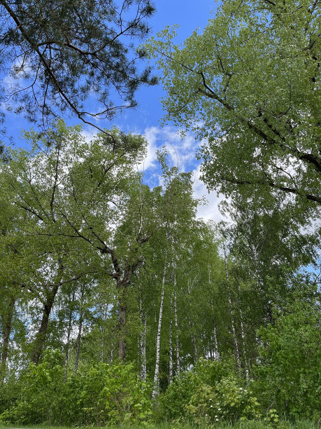 森林里各种各样的绿色树木和灌木丛的照片，蓝天白云的背景图片下载
