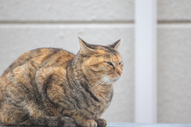 一只睡眼惺忪的流浪猫坐着图片下载