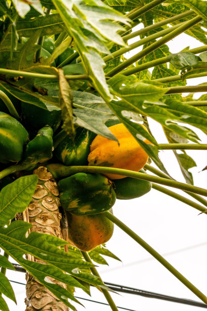 番木瓜属于加勒比科。图片下载