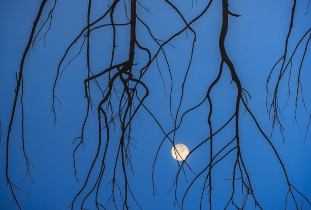 树枝剪影在蓝天背景与满月图片下载