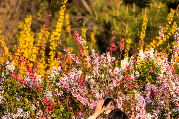 春天五彩缤纷的花朵图片下载