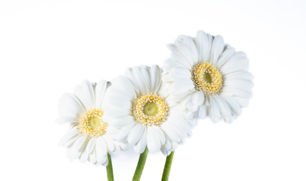 白底上有三朵白花图片下载