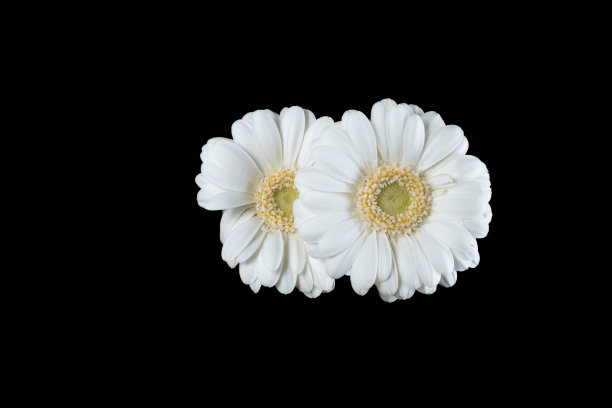 黑色背景上有两朵白花图片下载