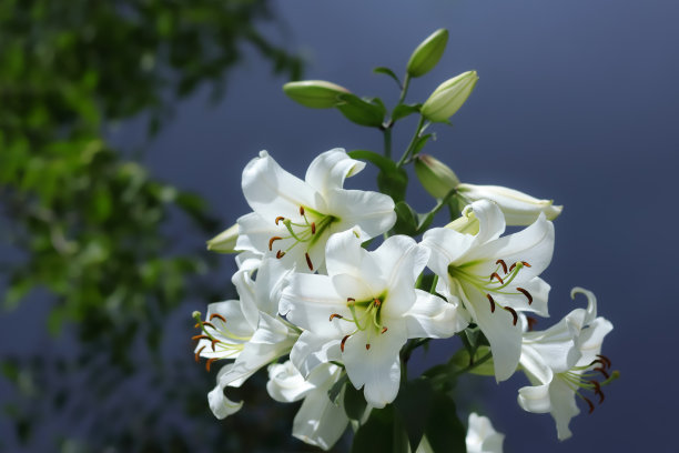 白色圣母百合。百合花，蓝色背景，绿色叶子。美丽的百合花。复活节百合鲜花贺卡。蓝天上盛开的白百合。美丽的春天植物图片下载