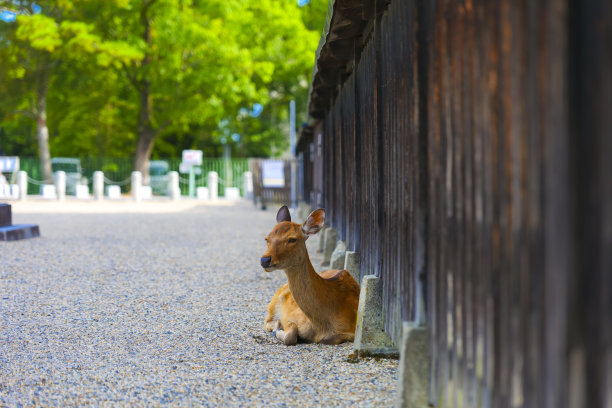 奈良公园的鹿和肖像图片下载