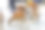 奈良公园的鹿和肖像图片下载