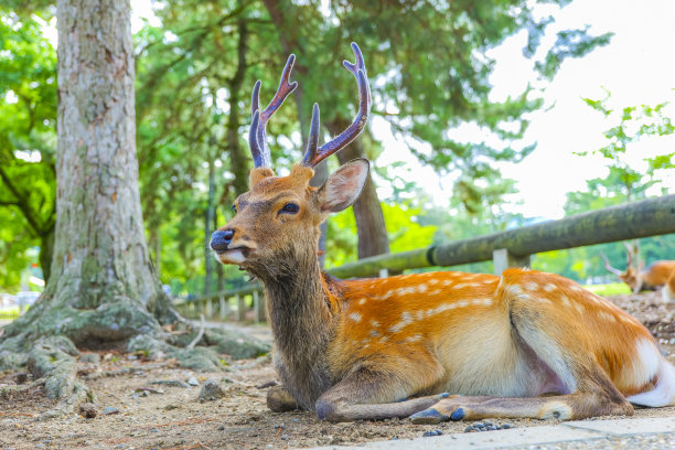 奈良公园的鹿和肖像图片下载