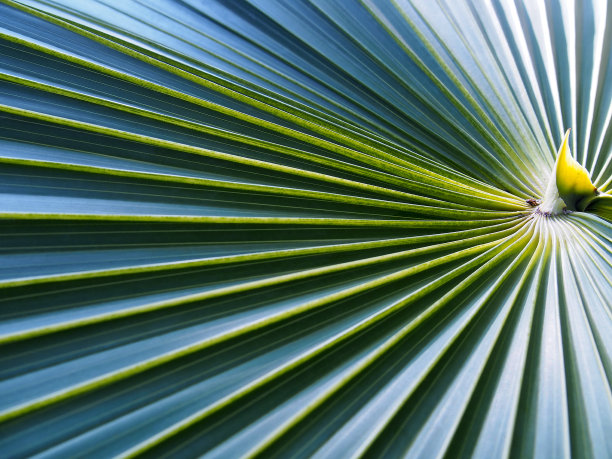 近距离观察扇形棕榈叶的径向图案和褶皱条纹图片下载