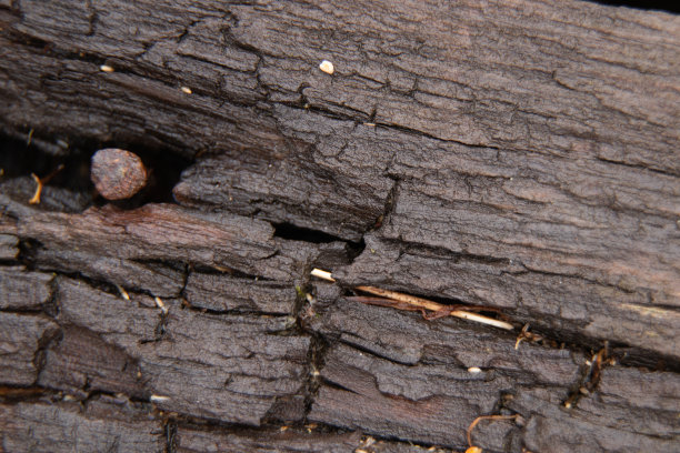 旧板雨后潮湿为背景，微距照片图片下载