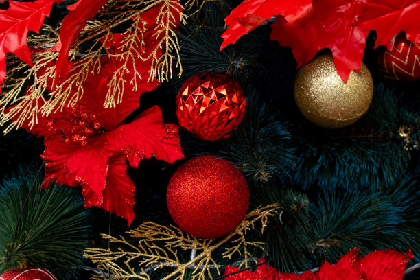 第聂伯河市公园里的圣诞树特写图片下载