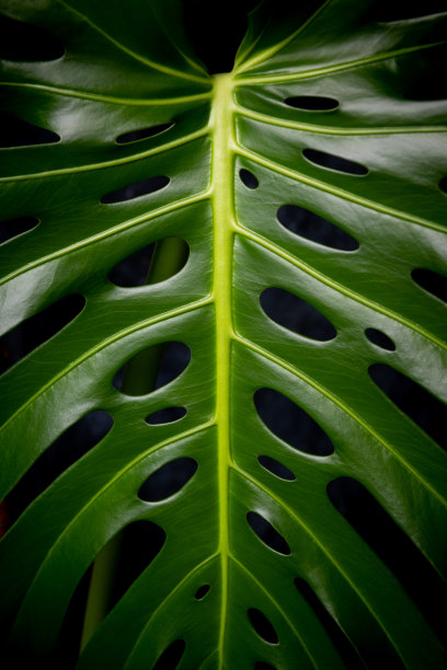 Monstera好吃图片下载