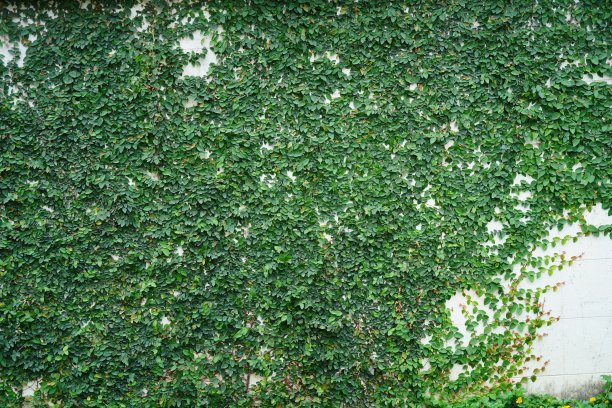 绿色无花果蔓生的常春藤图片下载