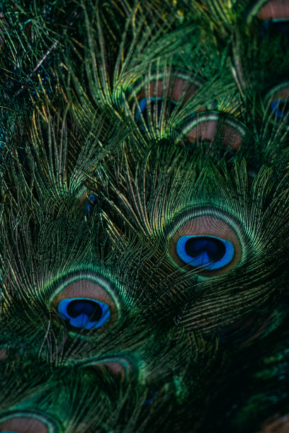 孔雀羽毛特写图片下载