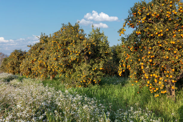 橘子树。农业的形象。图片下载