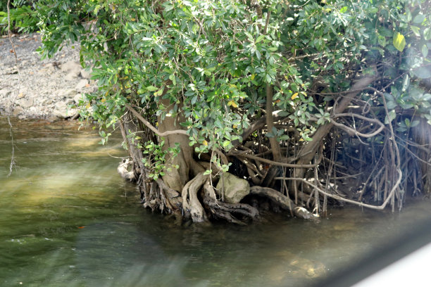 红树林在海岸边欣欣向荣:(图片来自Sanjiv Shukla)图片下载