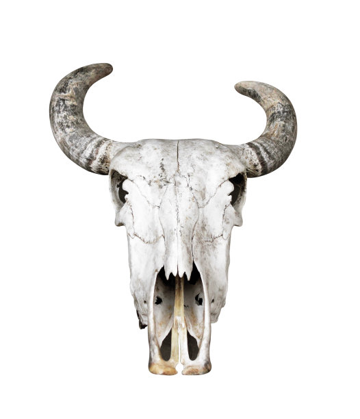 白底骷髅牛图片下载