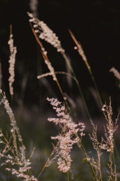 喷泉草背景图片下载