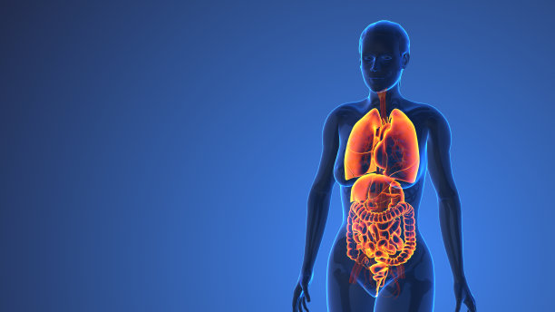 女性人体内脏解剖，医学概念图片下载