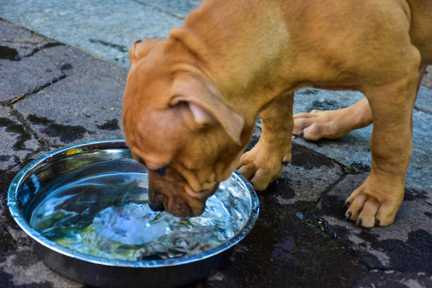 皮蒂小狗在公园里喝水图片下载